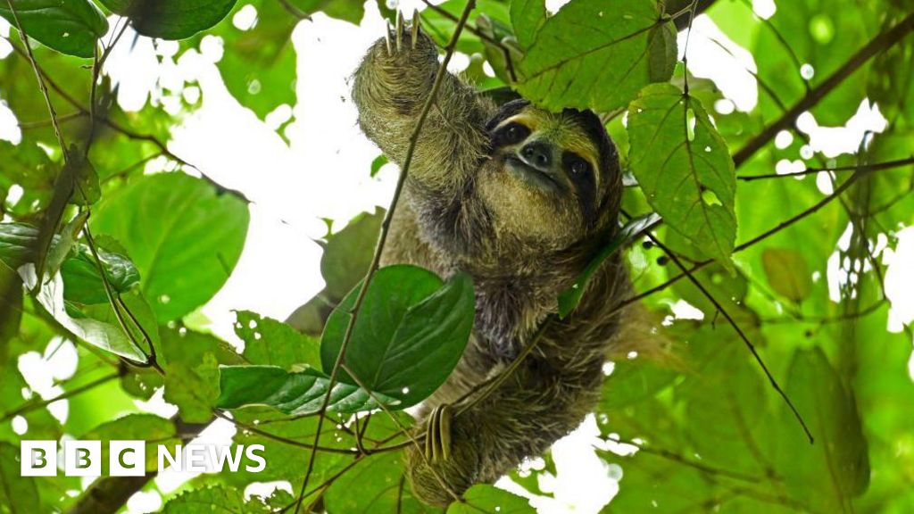 АҚШ-та Sloth World аттракционы ашылмай жатып ондаған жалқаулар өлді