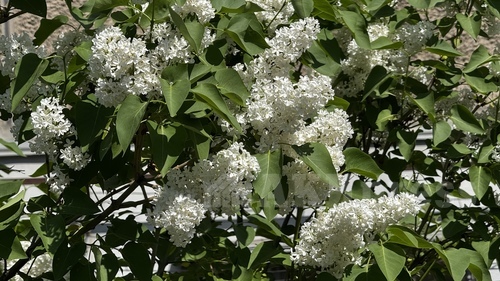 В выходные по Узбекистану ожидается потепление до +25 градусов