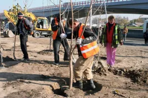 За 1,5 месяца на территории Алматы высажено более 12 тыс. деревьев