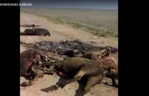 На трассе ЗКО сгорел большегруз с лошадьми