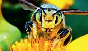 Pornhub запустил благотворительную акцию Beesexual