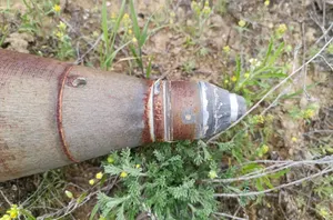 Ақтаулық саңырауқұлақ теруші даладан оқ-дәрі тапты