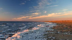 Саксаул высаживают на дне Аральского моря