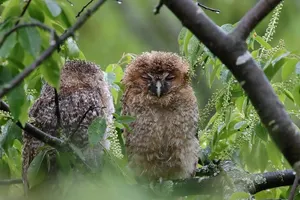 Дожди сохранятся в ряде регионов Казахстана