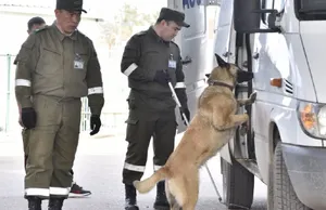 Более 40 фактов попыток перевоза наркотиков пресечено на госгранице Казахстана