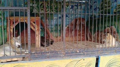 В Токмоке выявили незаконный передвижной зоопарк