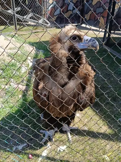 В Токмоке выявили незаконный зоопарк с дикими животными